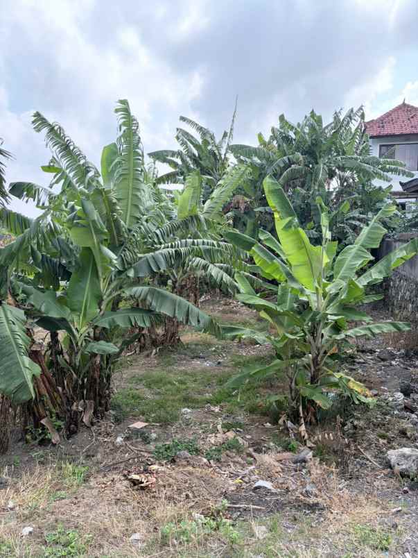 dijual 2 77 are jl pandu padonan dalung kuta utara