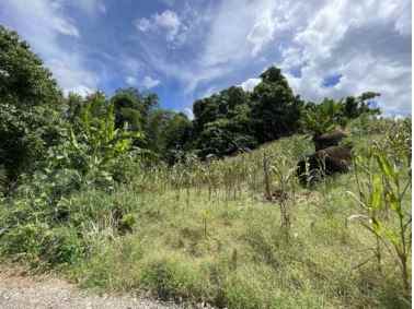 dijual perkebunan seluas 2h di totabuan sulawesi utara