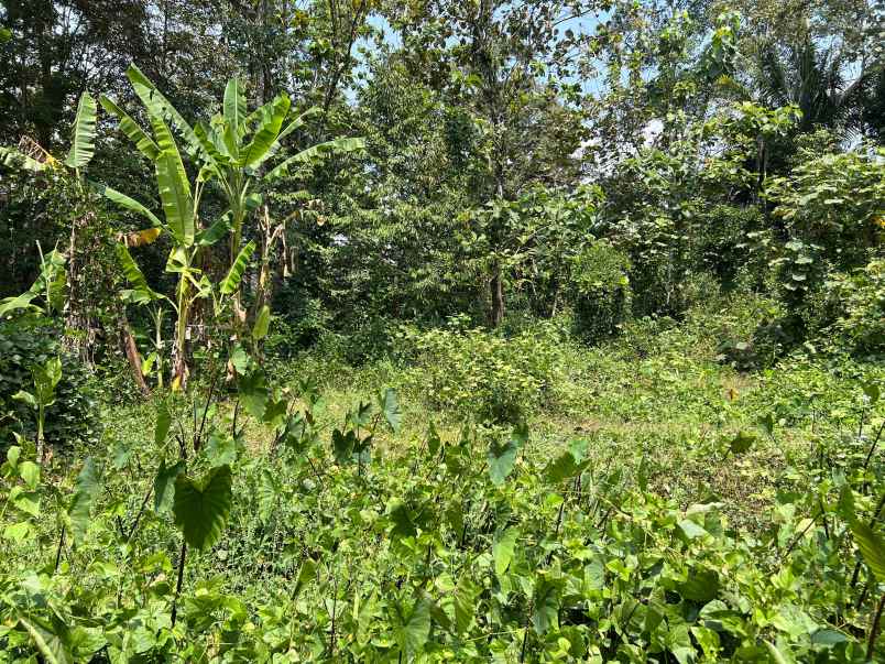 dijual tanah 2900m lingkungan asri karanganyar