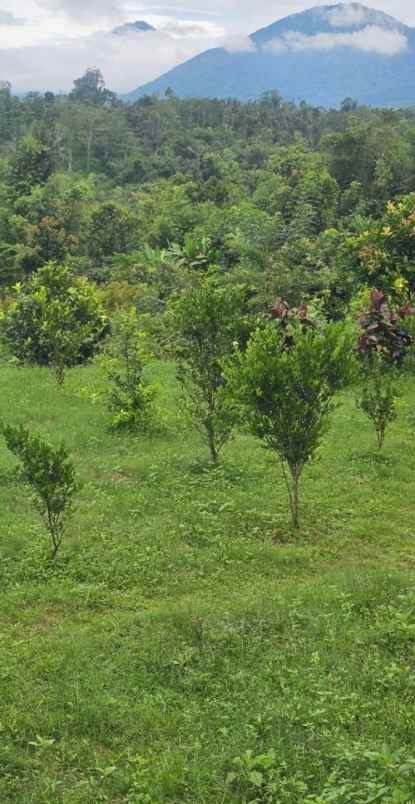 dijual tanah auman kec petang kab badung