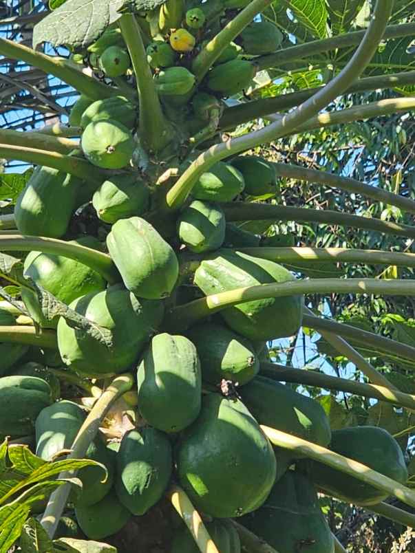 dijual tanah auman kec petang kab badung
