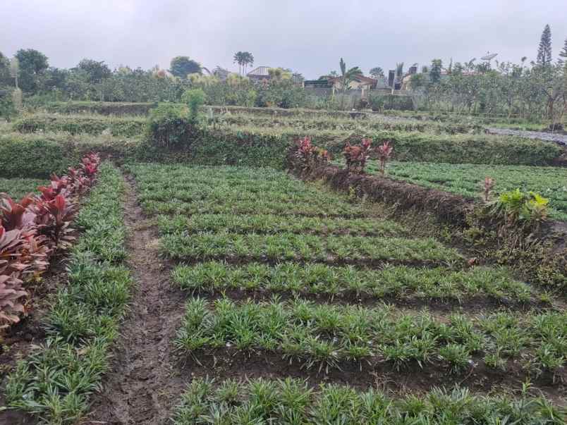 dijual tanah banaran