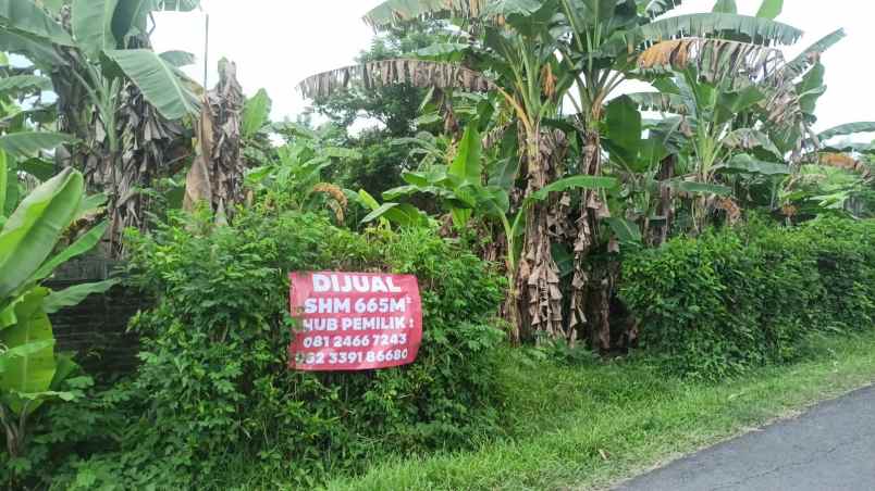 dijual tanah banyu biru negara jembrana bali