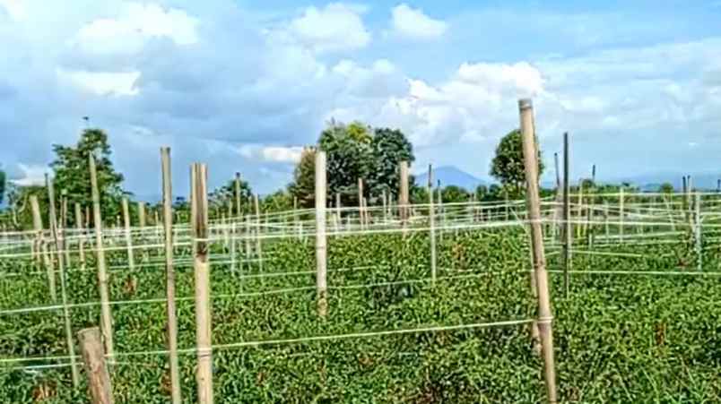 dijual tanah di dolat rayat berastagi o8l37747oloo
