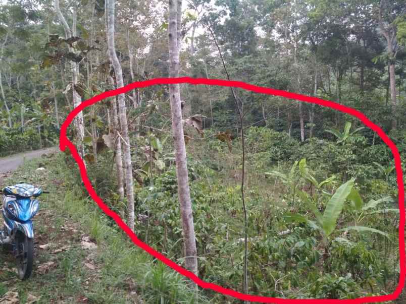 dijual tanah dijual tanah di dusun