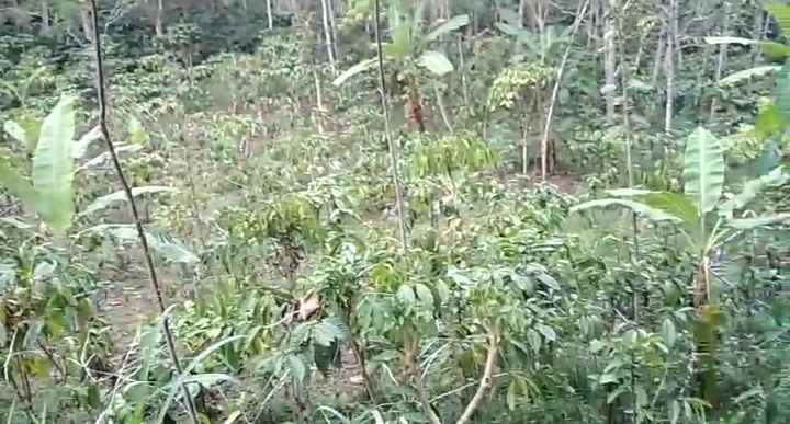dijual tanah dijual tanah di dusun