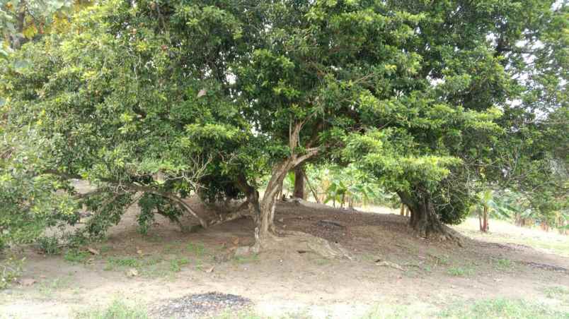 dijual tanah dusun dukuan kidul