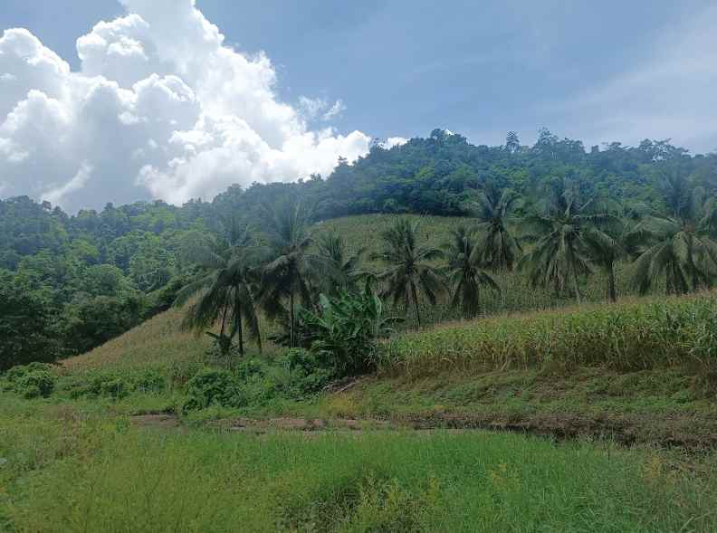 dijual tanah jl raya pindol desa