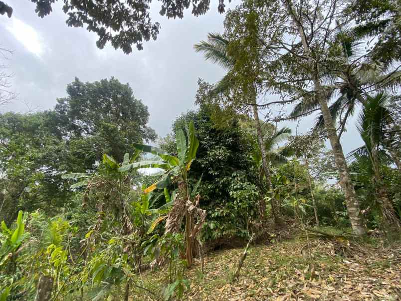 dijual tanah pupuan tabanan bali