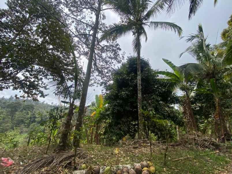 dijual tanah pupuan tabanan bali