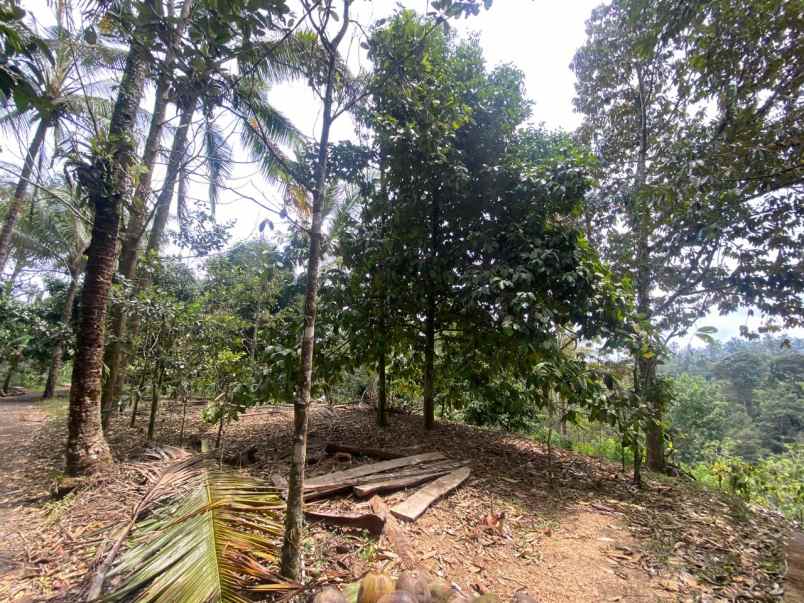 dijual tanah pupuan tabanan bali