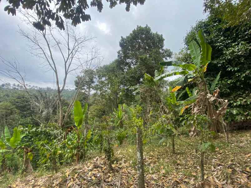 dijual tanah pupuan tabanan bali