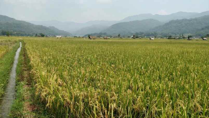 dijual tanah sukamulya