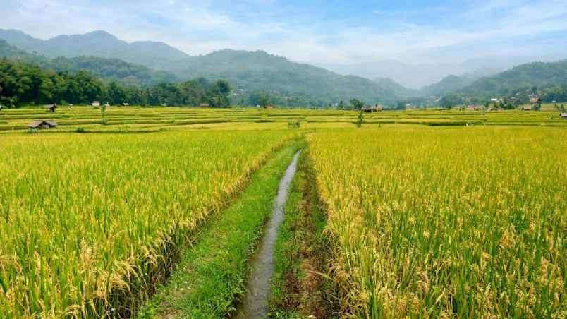 dijual tanah sukamulya