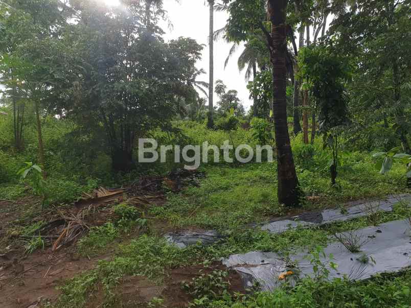 dijual tanah super murah di malingping lebak banten