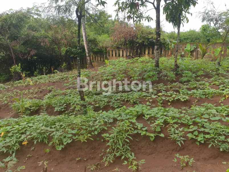 dijual tanah super murah di malingping lebak banten