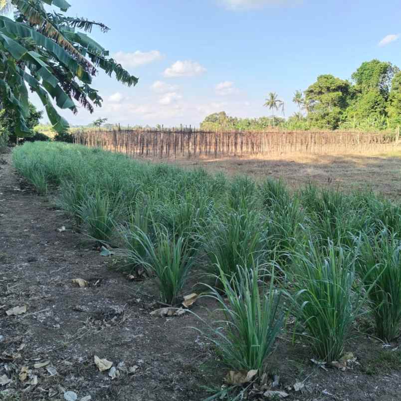 dijual tanah tangguntiti