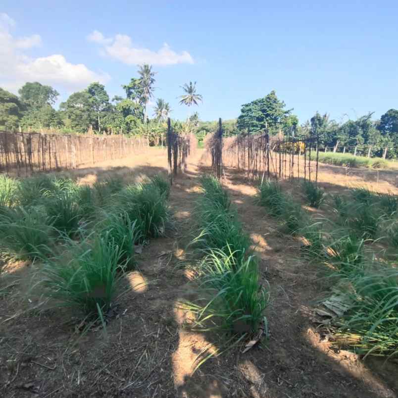 dijual tanah tangguntiti