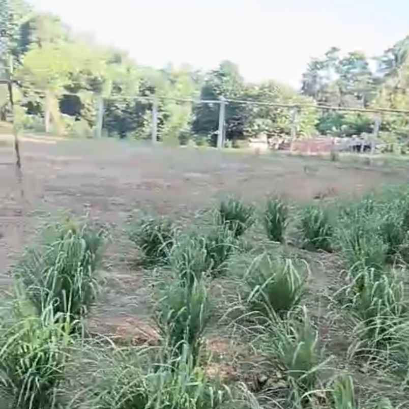 dijual tanah tangguntiti
