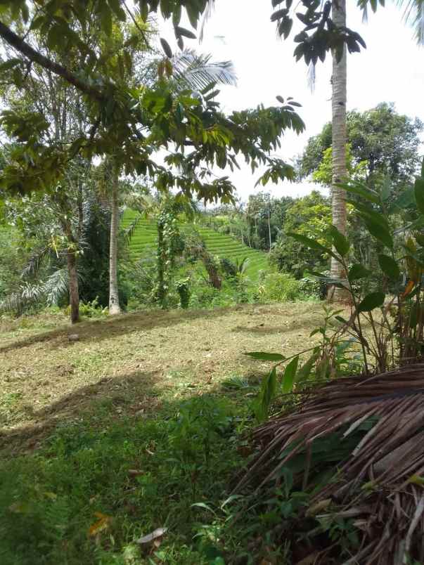 dijual tanah wanagiri kauh selemadeg