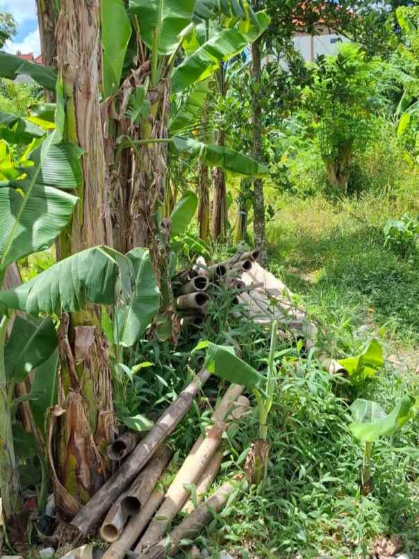 dikontrakan 2 1 are jl raya semer kerobokan kuta utara