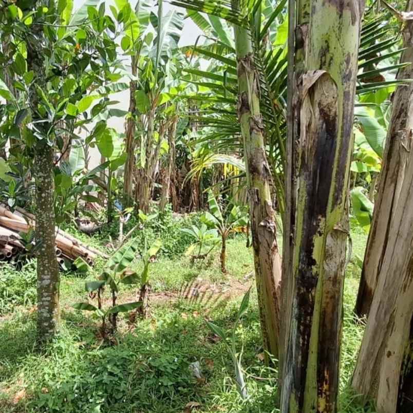 dikontrakan 2 1 are jl raya semer kerobokan kuta utara