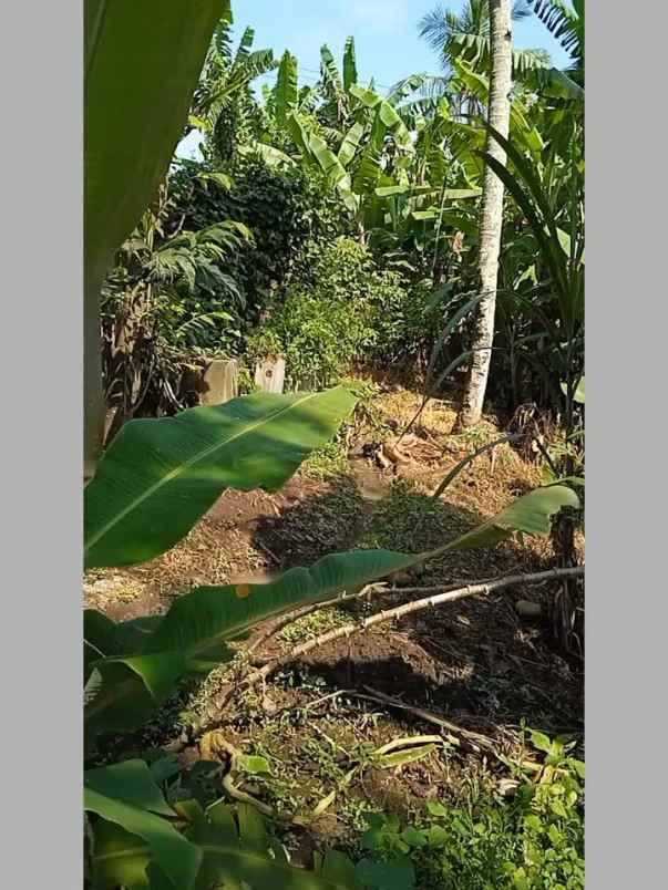 jual investasi tanah terasering