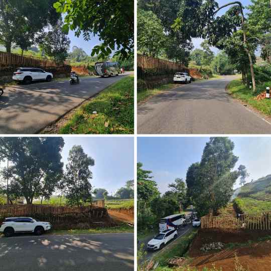 jual kebun durian musang king