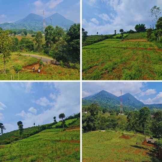 jual kebun durian musang king