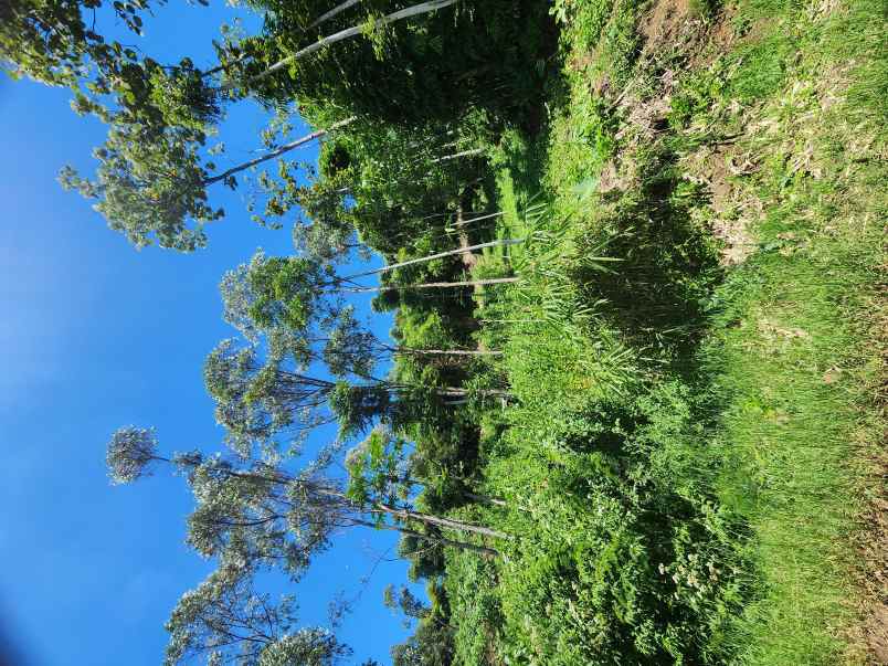 jual tanah murah ciwidey bandung