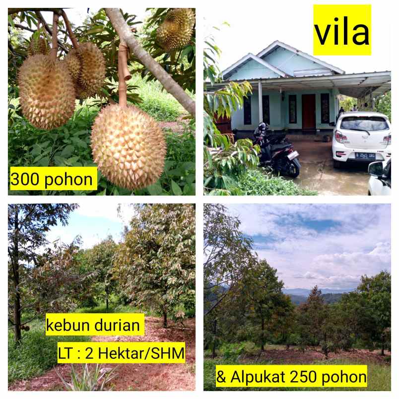 Kebun Durian Produktif Subang Jawa Barat