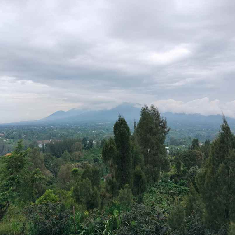 kebun jeruk di desa daup kintamani bali