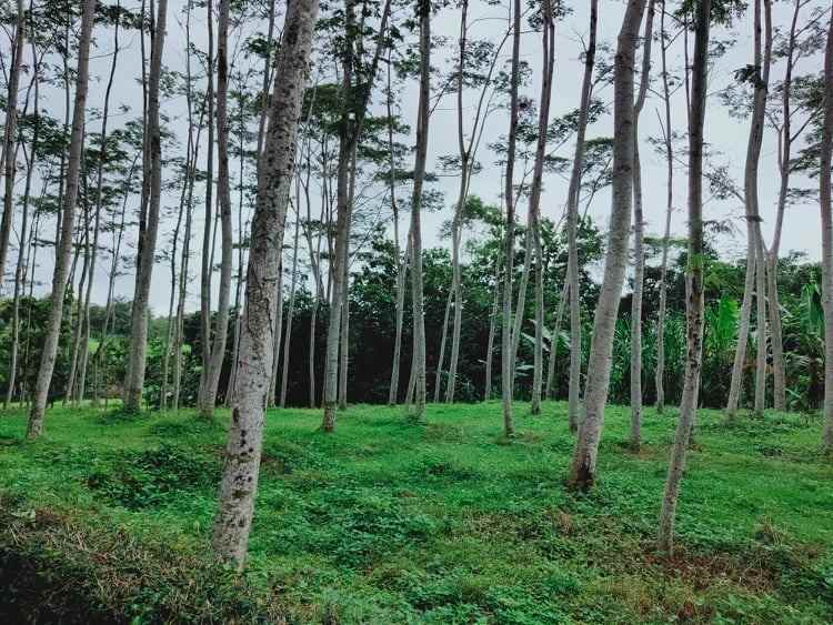 tanah barat pasar mojogedang