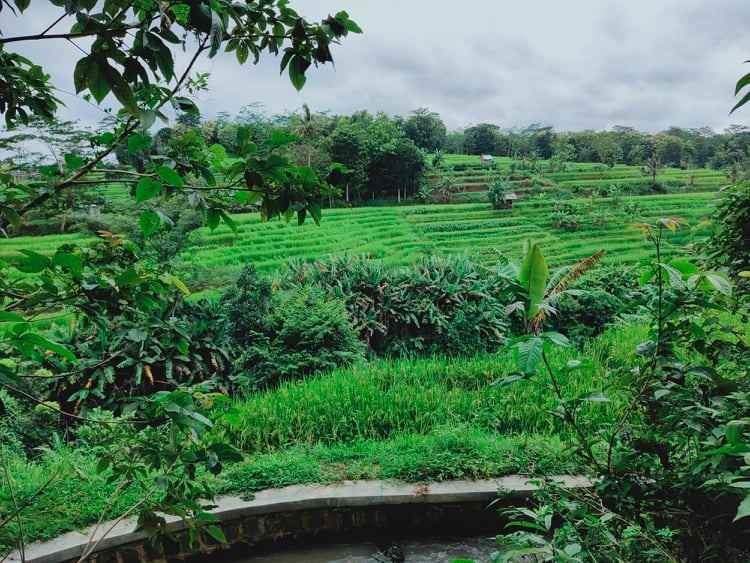tanah barat pasar mojogedang
