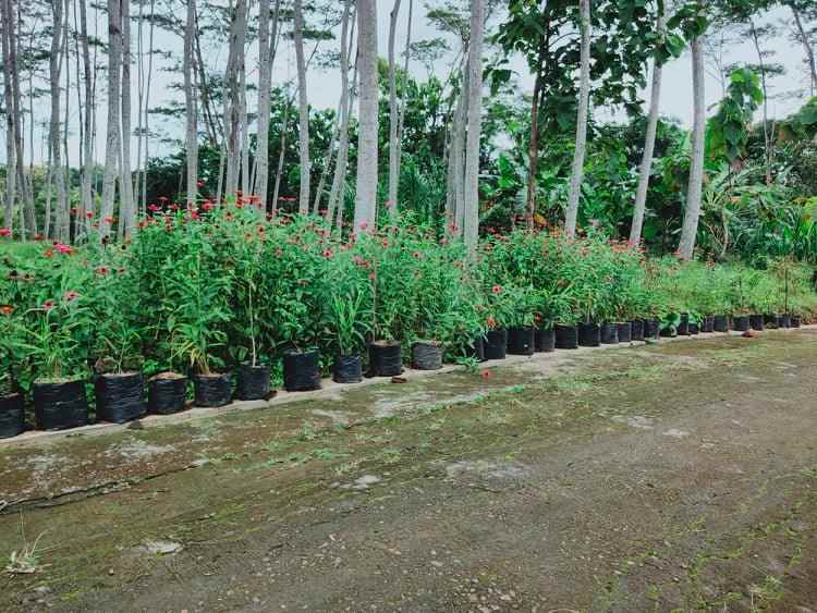 tanah barat pasar mojogedang