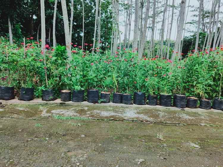 tanah barat pasar mojogedang