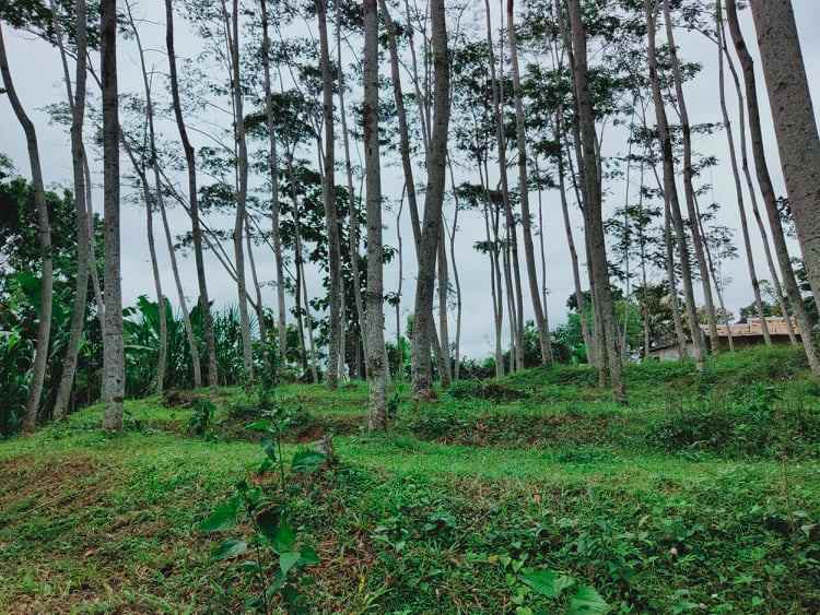 tanah barat pasar mojogedang