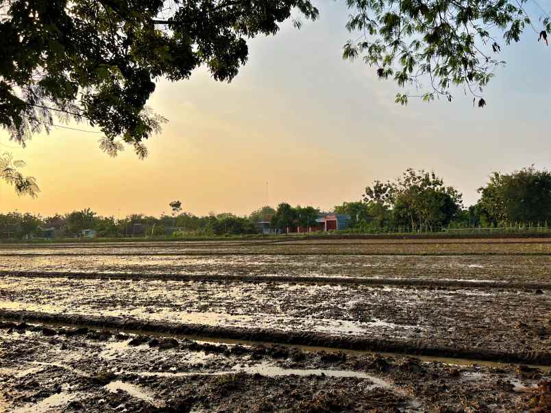 tanah bendungan kedawung sragen