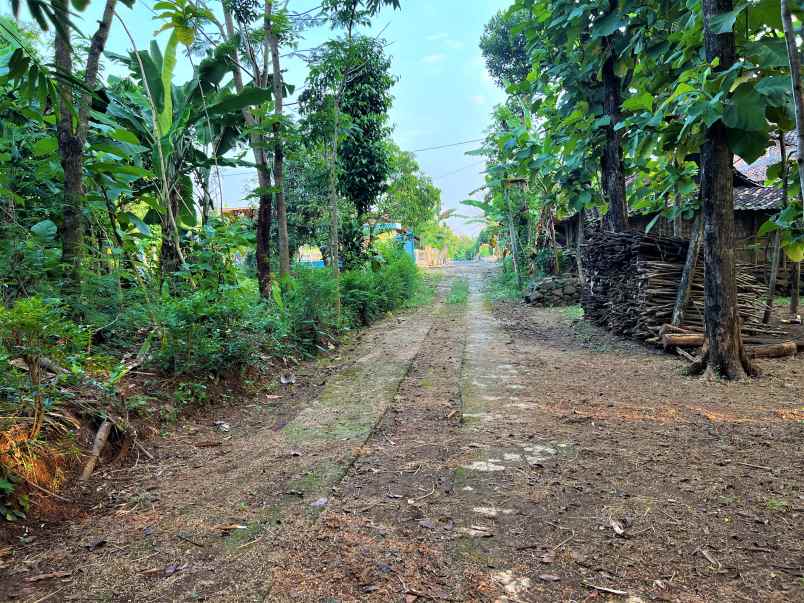 tanah bendungan kedawung sragen