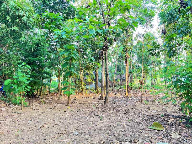 tanah bendungan kedawung sragen