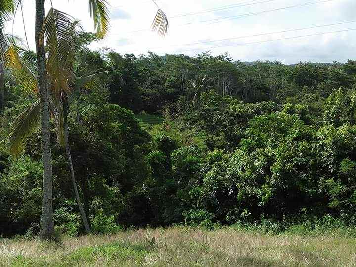 tanah bonian selemadeg tabanan bali