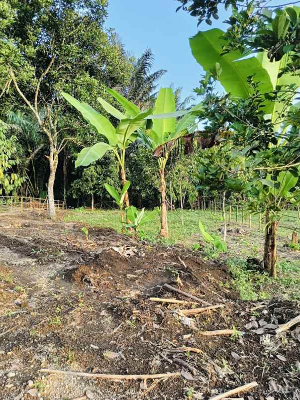 tanah kavling dekat pemukiman warga