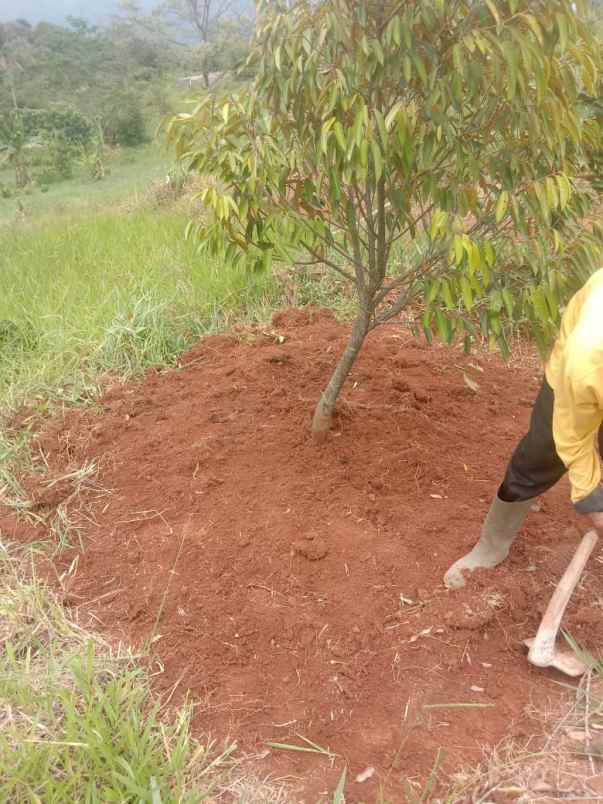 tanah kavling murah jalancagak subang
