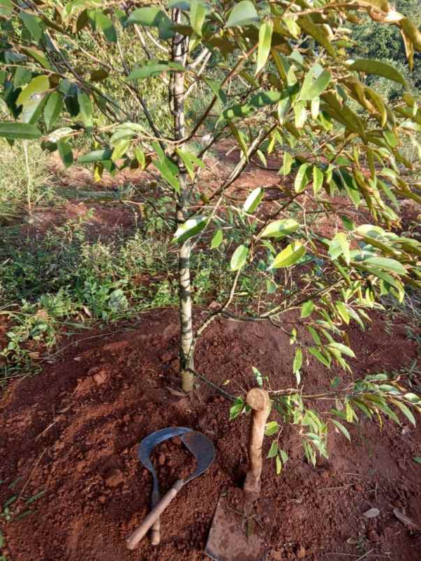 tanah kavling murah jalancagak subang