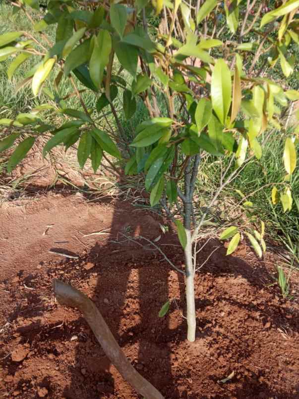 tanah kavling murah jalancagak subang