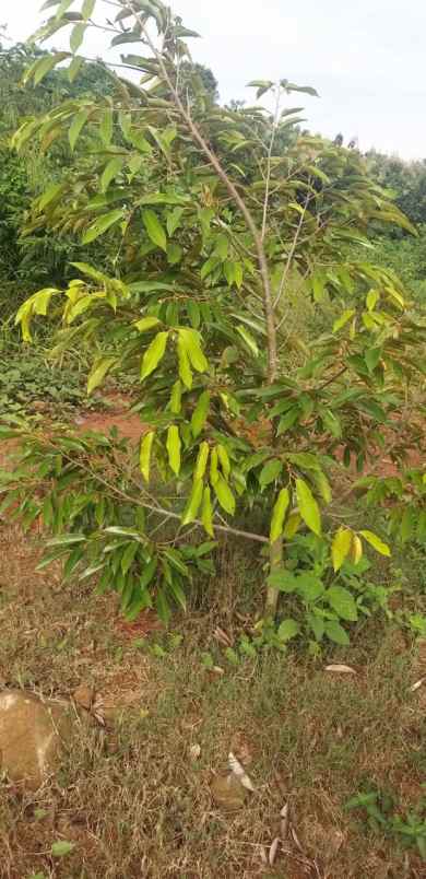 tanah kavling murah jalancagak subang