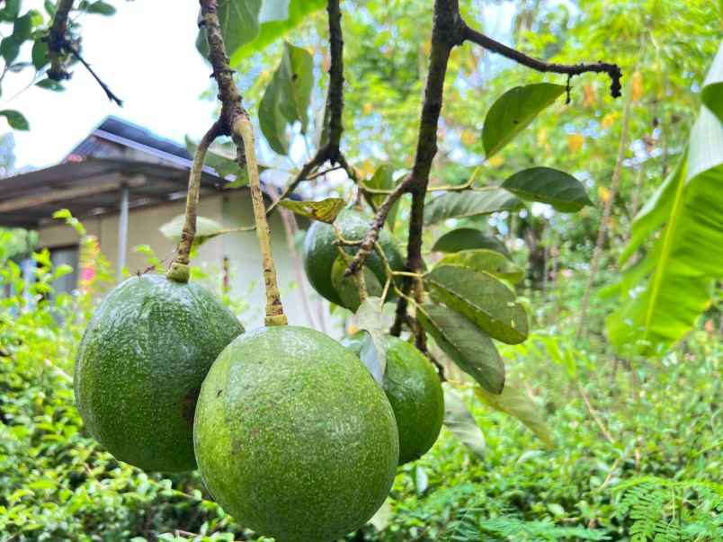tanah kebun alpukat siap panen 800m kerjo karanganyar