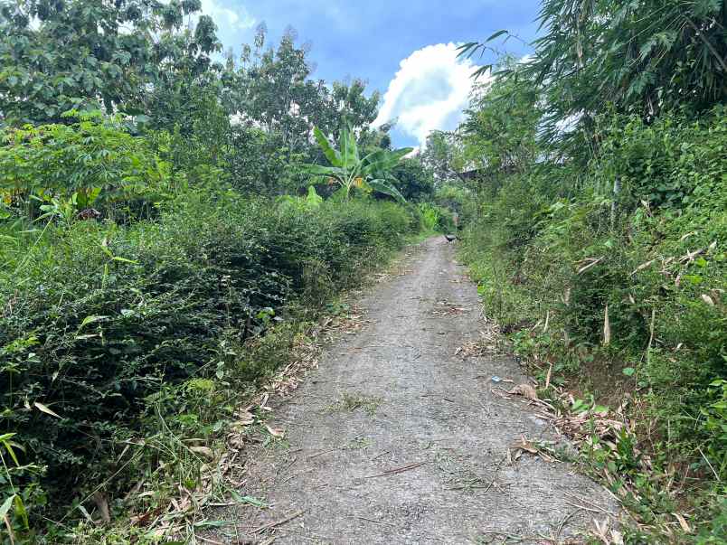 tanah kebun alpukat siap panen 800m kerjo karanganyar