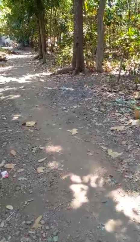 tanah kebun dijual strategis