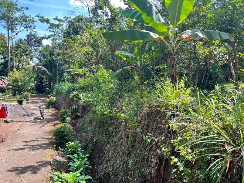 tanah kebun jambu 1000m 200jt ngargoyoso karanganyar